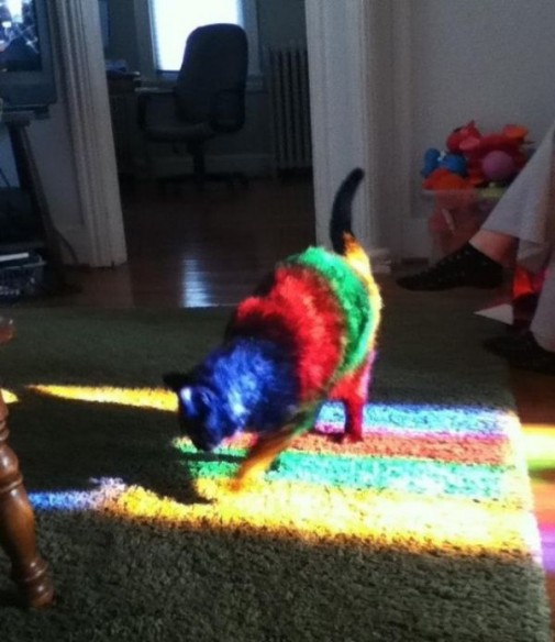 rainbow cat